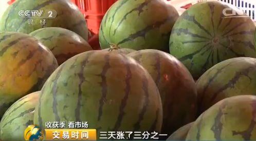 今日毛瓜的价格是多少