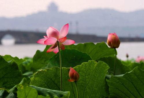 自由吃瓜基地 黑莲花,自由吃瓜基地的神秘传说