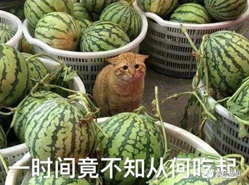 网红吃瓜爆料入口,揭秘娱乐圈幕后真相