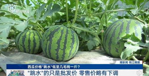 茄瓜价格今日行情最新,茄瓜价格波动解析