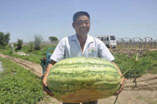 风水大师吃瓜爆料,吃瓜爆料背后的风水秘密