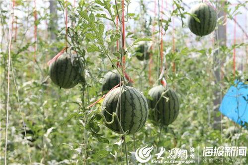 辽源吃瓜爆料视频,揭秘当地热点事件背后的真相