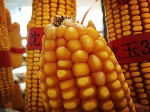 今日辽宁角瓜收购价