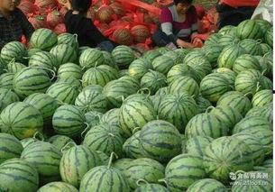 陕西美都瓜价最新行情今日,新鲜上市，价格走俏”