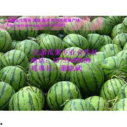 陕西美都瓜价最新行情今日,新鲜上市，价格走俏”