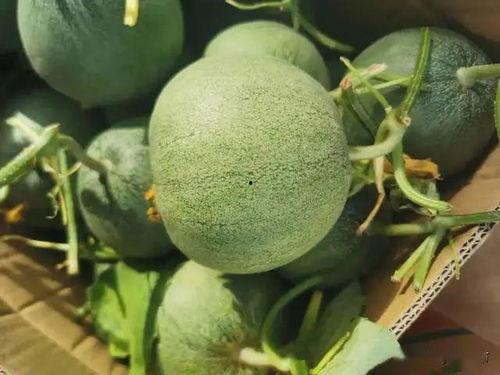 线瓜今日价格,今日线瓜价格行情一览”