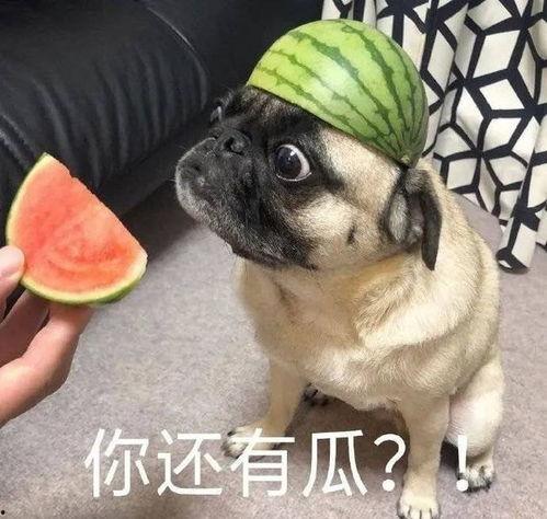 爆料吃瓜表情包图片,揭秘吃瓜表情包背后的爆笑故事