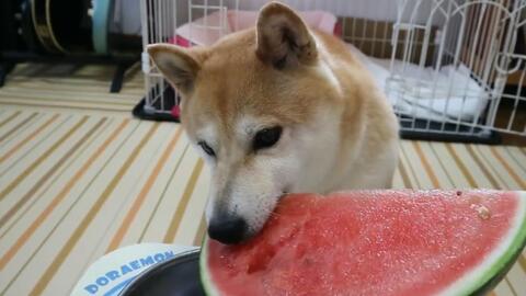 黑柴犬吃瓜被卡住,紧急救援引关注