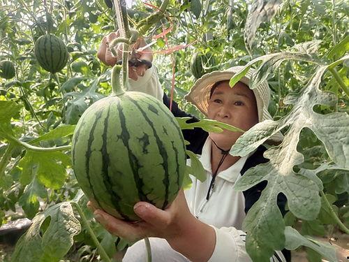 陕西小吊瓜今日价格行情,价格波动，市场供需分析”