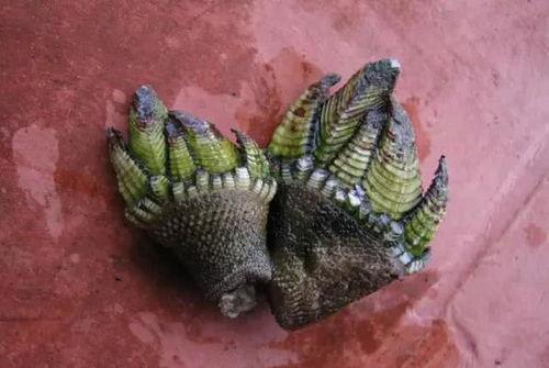 鬃狮蜥可以吃黄足黑守瓜,黄足黑守瓜成为新宠