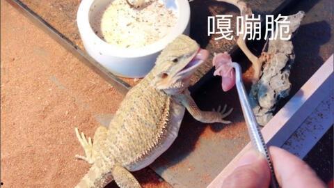 鬃狮蜥可以吃黄足黑守瓜,黄足黑守瓜成为新宠