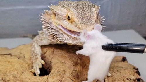 鬃狮蜥可以吃黄足黑守瓜,黄足黑守瓜成为新宠