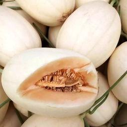 东方蜜瓜今日价格最新,价格行情一览