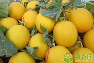 吃瓜爆料四大瓜,四大瓜事件背后的真相与启示