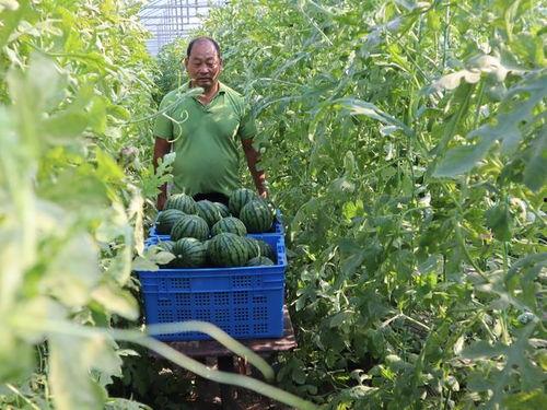 吃瓜爆料四大瓜,四大瓜事件背后的真相与启示