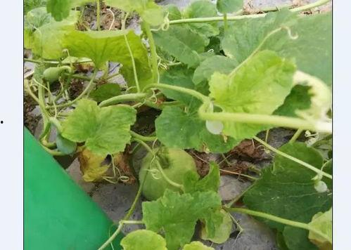 瓜总今日没上镜,镜头前留下悬念