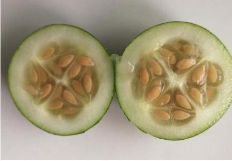 瓜总今日没上镜,镜头前留下悬念