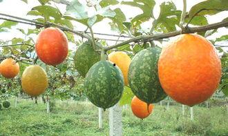 2024吊瓜今日地头价格行情,今日行情一览