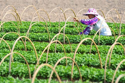 今日全国瓜菜价格,涨跌各异，市场行情一览
