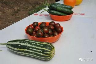 今日全国瓜菜价格,涨跌各异，市场行情一览