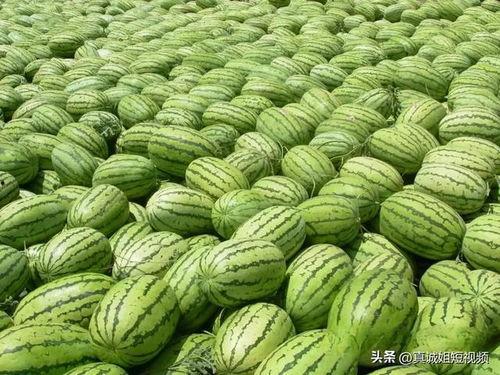 热门大瓜今日吃瓜校园,揭秘热门大瓜，一起吃瓜涨知识