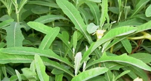 蒿瓜黑蕊可以吃吗,探究其食用安全与营养价值