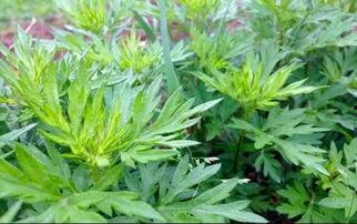 蒿瓜黑蕊可以吃吗,探究其食用安全与营养价值