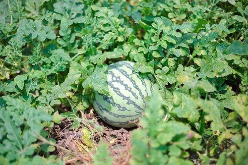 今日浙江的瓜,揭秘网络热议的“瓜”背后真相