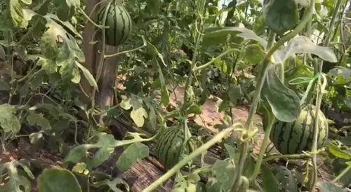 中牟万邦今日瓜价,新鲜行情一览