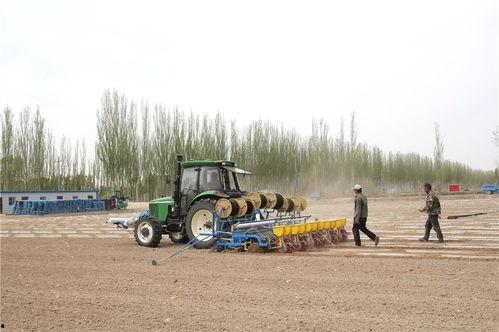 瓜州县今日猪价多少,行情稳定，养殖户信心增强