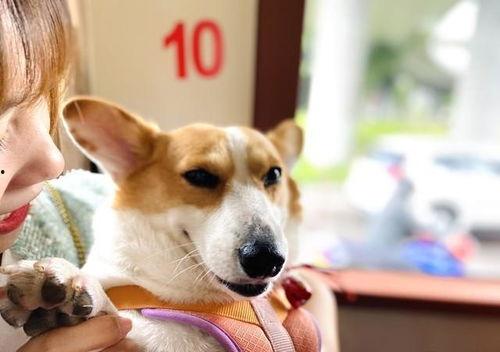 狗仔吃瓜爆料图片,揭秘明星们的“吃瓜”瞬间