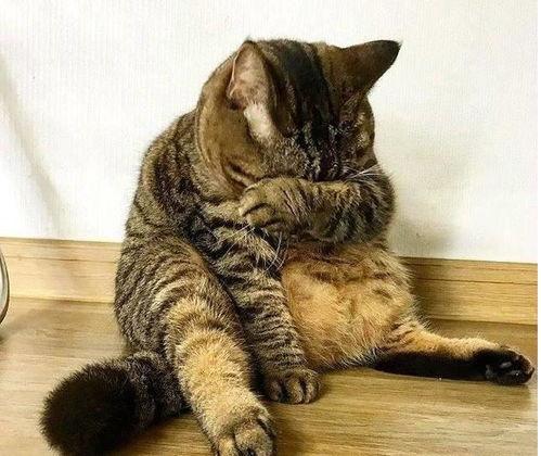 51吃瓜黑料胖猫,揭秘胖猫背后的故事