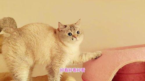 51吃瓜黑料胖猫,揭秘胖猫背后的故事