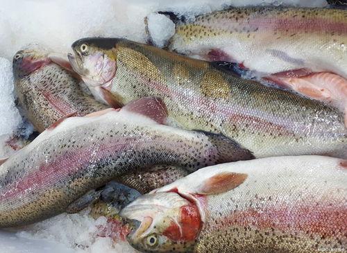 什么鱼吃黑蜜瓜好吃,哪种鱼最钟爱？