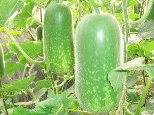 罗大黑前排吃瓜,揭秘娱乐圈幕后风云