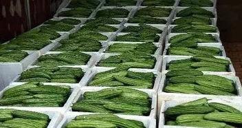 今日徐闻毛瓜价格,新鲜采摘，价格走俏