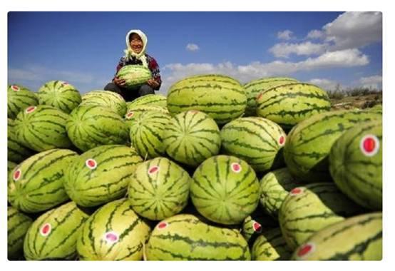 硒砂瓜今日市场价格,价格稳中有升