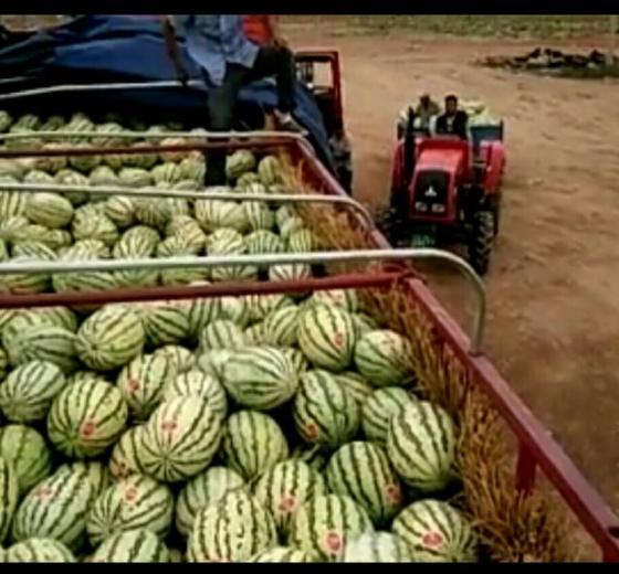 硒砂瓜今日市场价格,价格稳中有升