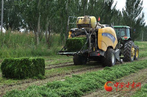 瓜州县今日猪价,市场行情实时分析