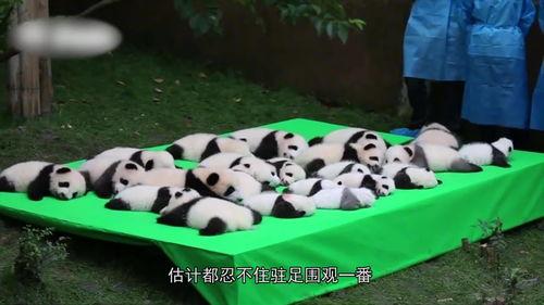 全网爆料熊猫吃瓜,熊猫吃瓜，揭秘萌宠界的“八卦”风云