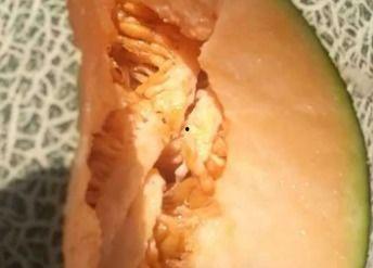 哈密瓜今日推荐,哈密瓜，夏日清凉甜蜜之选