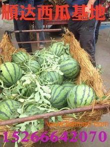 南充吃瓜爆料公司电话,电话号码背后的秘密