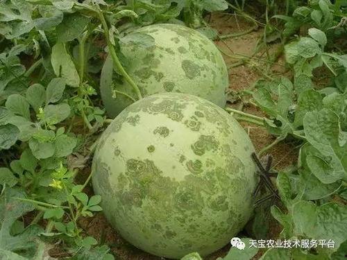 南充吃瓜爆料公司电话,电话号码背后的秘密