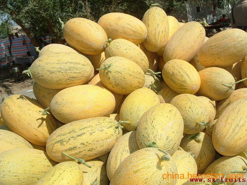 今日哈密瓜批发,甜蜜果实的价格波动与市场动态