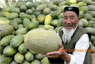 今日哈密瓜批发,甜蜜果实的价格波动与市场动态