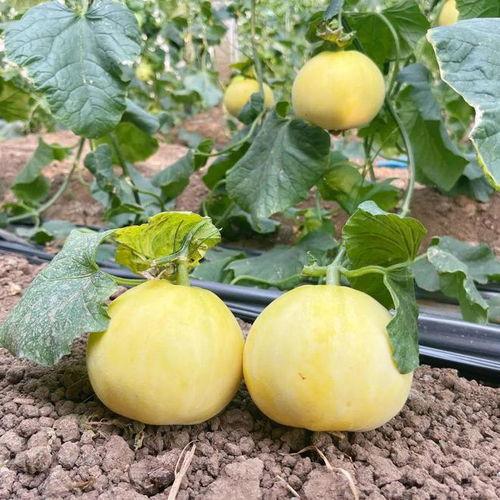 昌乐蜜罐瓜今日价格,甜蜜来袭，品质之选！