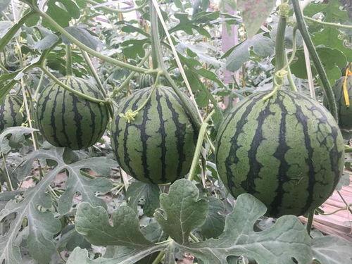 昌乐蜜罐瓜今日价格,甜蜜来袭，品质之选！