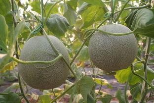 海洋网纹瓜今日价格,市场行情一览”