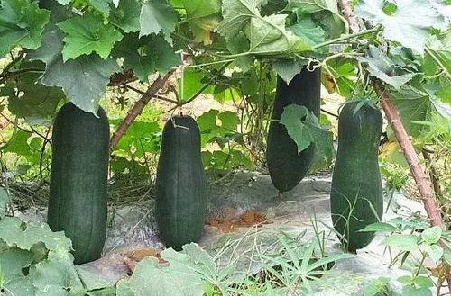 今日吃瓜今日吃瓜必吃,紧跟热点，必吃必看精彩瞬间