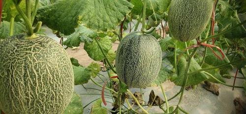 2024哈密瓜山东今日价格行情,今日价格一览